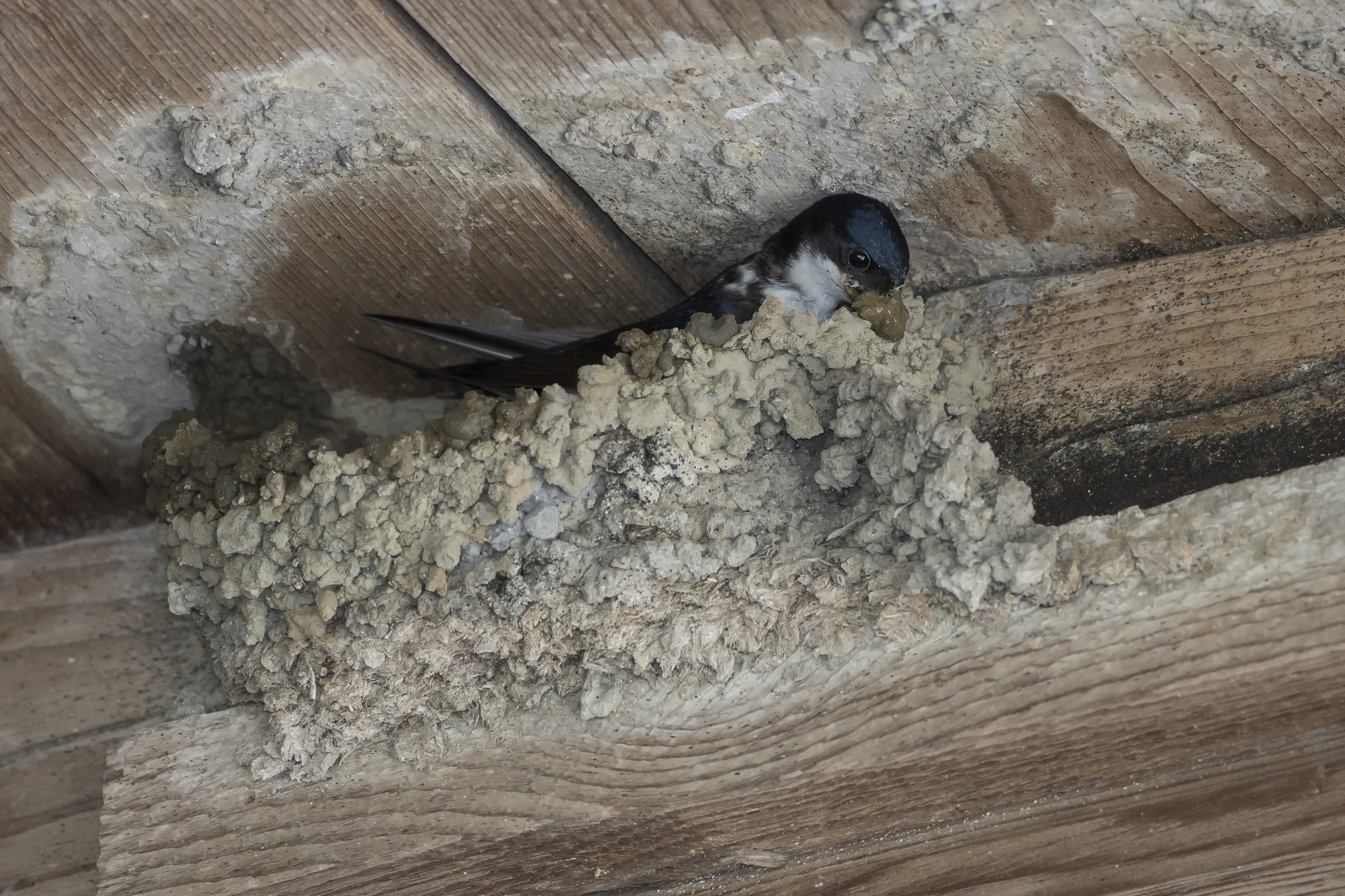 Un nouvel outil numérique pour soigner la cohabitation oiseaux-humains sur nos bâtiments